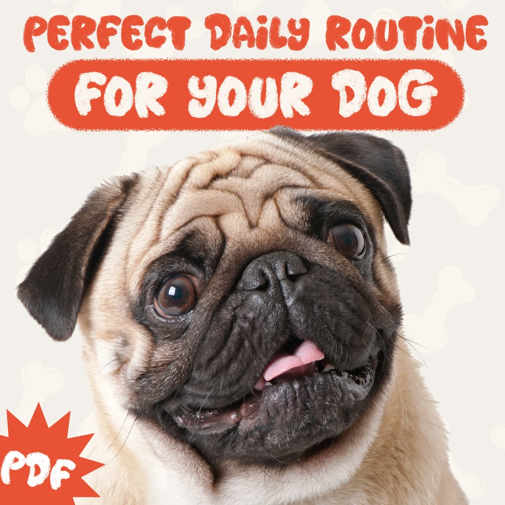 Build a Daily Dog Routine That Fits Real Life